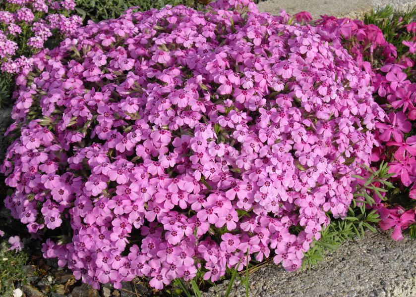 Phlox subulata 'Holly' photo